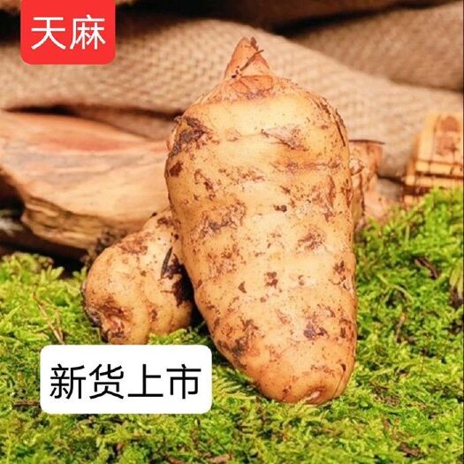 嵩县新鲜天麻现挖天麻湿天麻滋补冬麻煲汤炖鸡生天麻批发