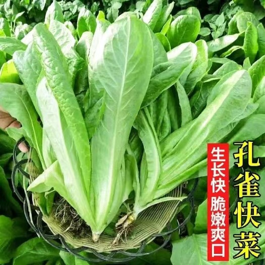 成都孔雀菜种子高钙四季罗马直立生菜沙拉菜籽秋冬季耐寒营养蔬菜种子