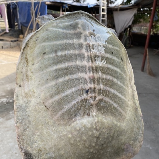 桂平市黄沙鳖