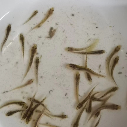 商丘泥鳅苗出售
