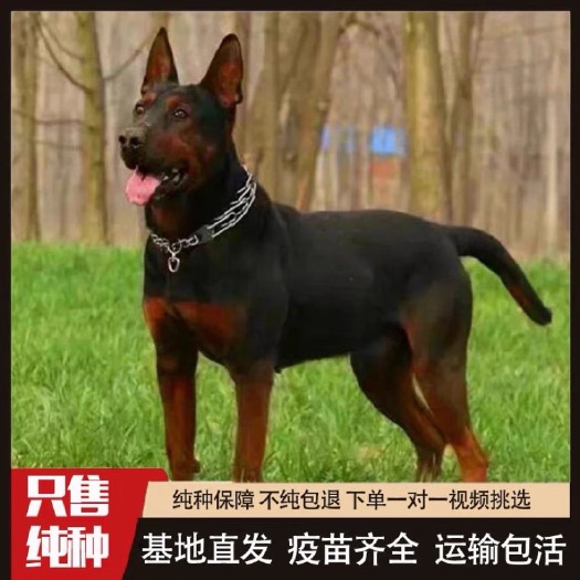 嘉祥县纯种莱州红犬看家护院苏联红犬幼犬活体狗狗