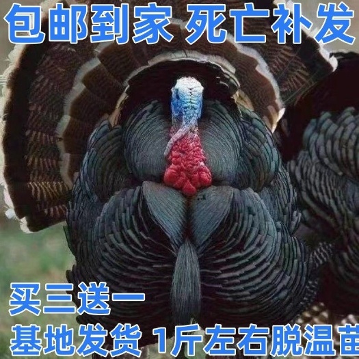 郓城县一斤火鸡巨型活体火鸡尼古拉青铜脱温苗火鸡巨型贝蒂娜火鸡批发价