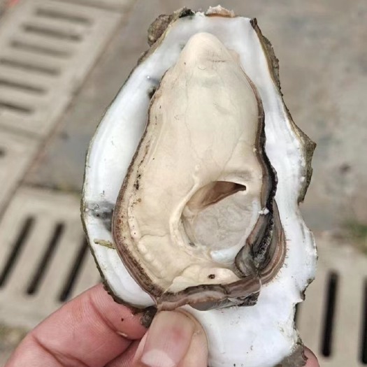 北海生蚝