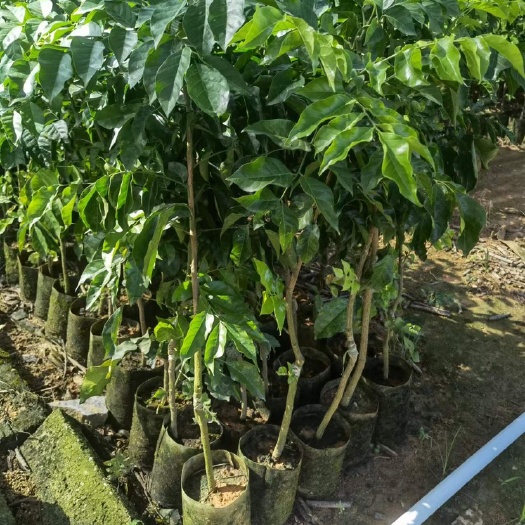 灵山县黄皮果树苗嫁接无核鸡心贵妃黑金紫肉黄皮广东郁南方种植当年结果