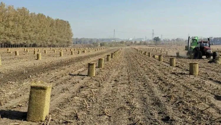 寿阳县2022年玉米秸秆揉丝草   质量可靠 接受提前预订