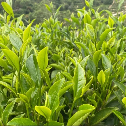 饶平县潮州单丛大乌叶清香型500g