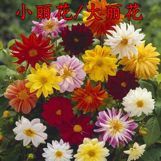 沭阳县大丽花种子小丽花种多年生春秋花种子花籽室外易活花卉庭院花种籽