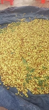 天津代收本地产区马牙枣大量供应中，口感甜脆，光泽度好，保质保量，