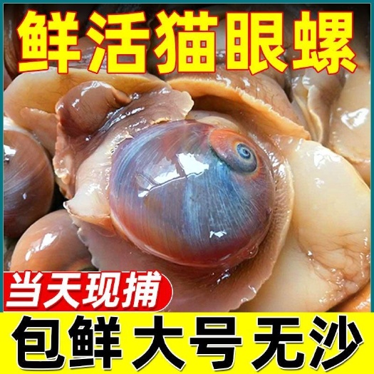 连云港猫眼螺鲜活海鲜香螺沙螺玉螺大香螺翡翠螺冷链配送海鲜螺类批发