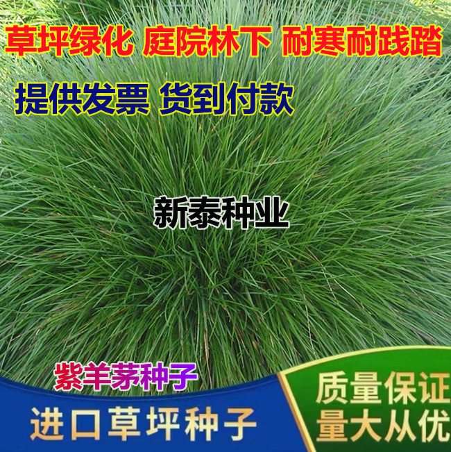 沭阳县紫羊茅草种子草坪绿化草籽庭院护坡复绿耐寒草籽