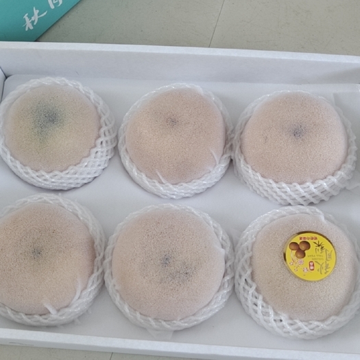 蒙阴县山东蒙阴秋月梨六两以上发往全国口感脆甜现摘现发一件代发