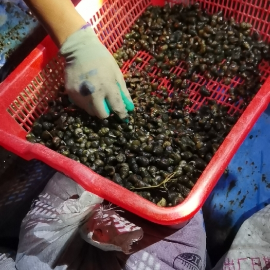 贵阳新鲜现货，石螺淡水螺