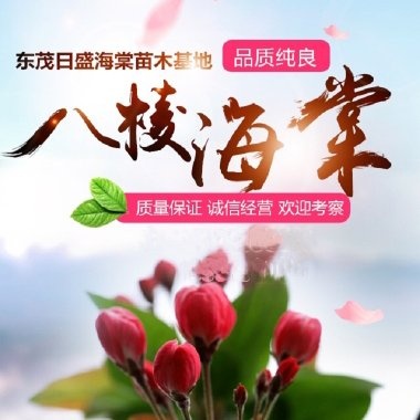 专业对接绿化工程 八棱海棠种植基地