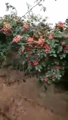 大荔县陕西万亩，无刺嫁接大红袍苗子，大量出售，货源充足，产地直发
