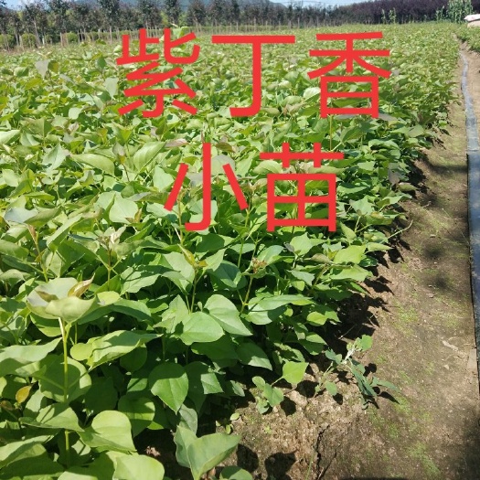 开原市紫丁香:紫丁香工程苗、紫丁香小苗，是绿化和建圃用苗，抗寒。