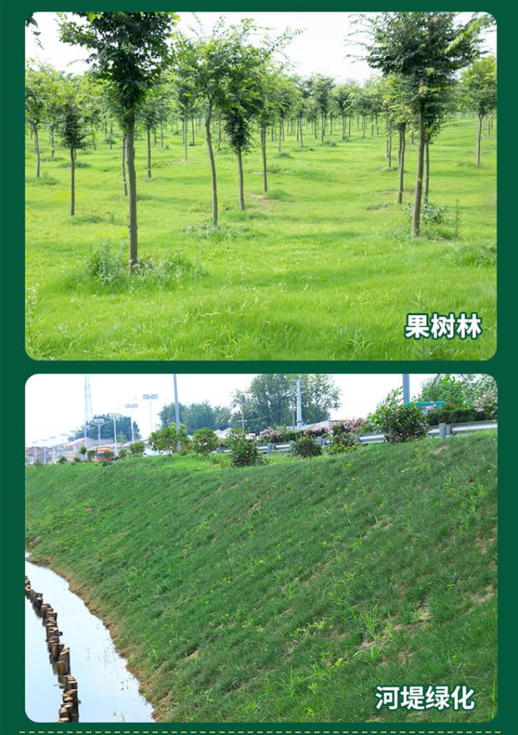 草坪种子四季青草籽矮生耐践踏耐寒耐旱四季青种子庭院绿化护坡籽