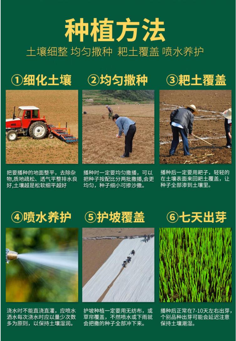 草坪种子四季青草籽矮生耐践踏耐寒耐旱四季青种子庭院绿化护坡籽