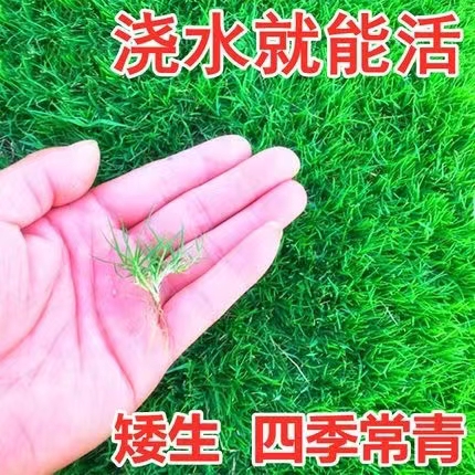 草坪种子四季青草籽矮生耐践踏耐寒耐旱四季青种子庭院绿化护坡籽