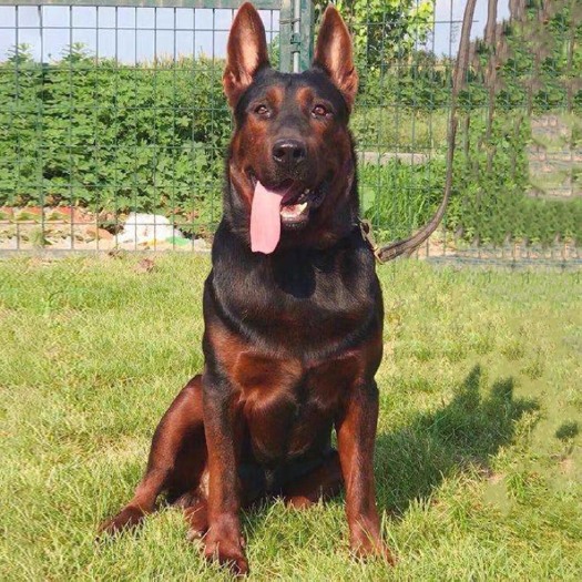 嘉祥县纯种莱州红犬幼犬上山打猎莱州红犬看家护院狗狗