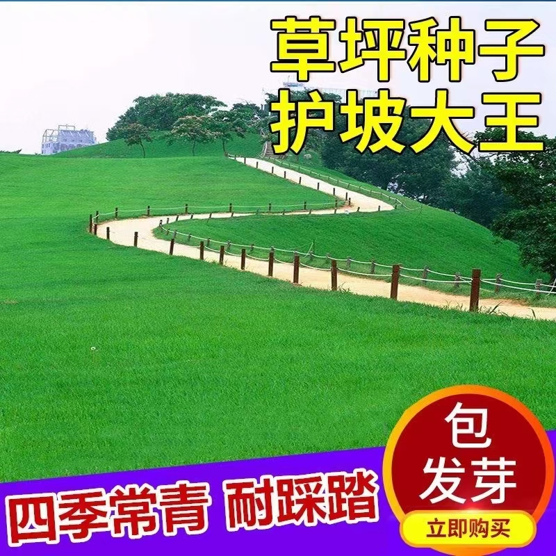 草坪种子四季青草籽矮生耐践踏耐寒耐旱四季青种子庭院绿化护坡籽