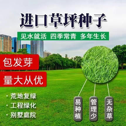 草坪种子四季青草籽矮生耐践踏耐寒耐旱四季青种子庭院绿化护坡籽