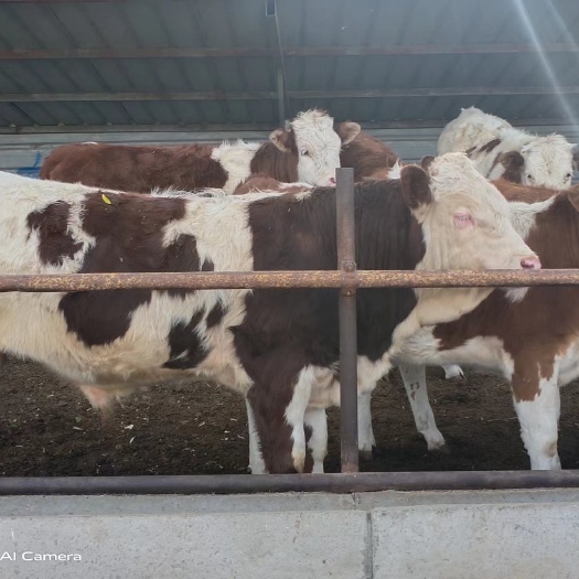 淮南肉牛基地现售大小肉牛好品种生长快
