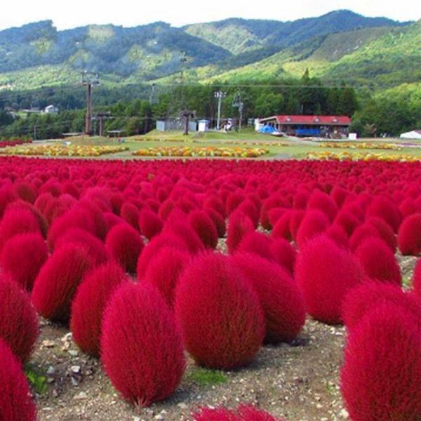 新红地肤种子绿地肤花种子阳台扫帚苗孔雀松景观花海庭院草花种子