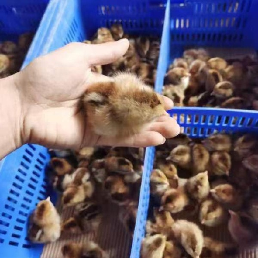 清远真正原种 清远麻 鸡苗