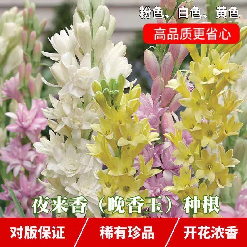 杭州晚香玉种球开花种球浓香型多年生根植物室内外庭院四季易种活花卉