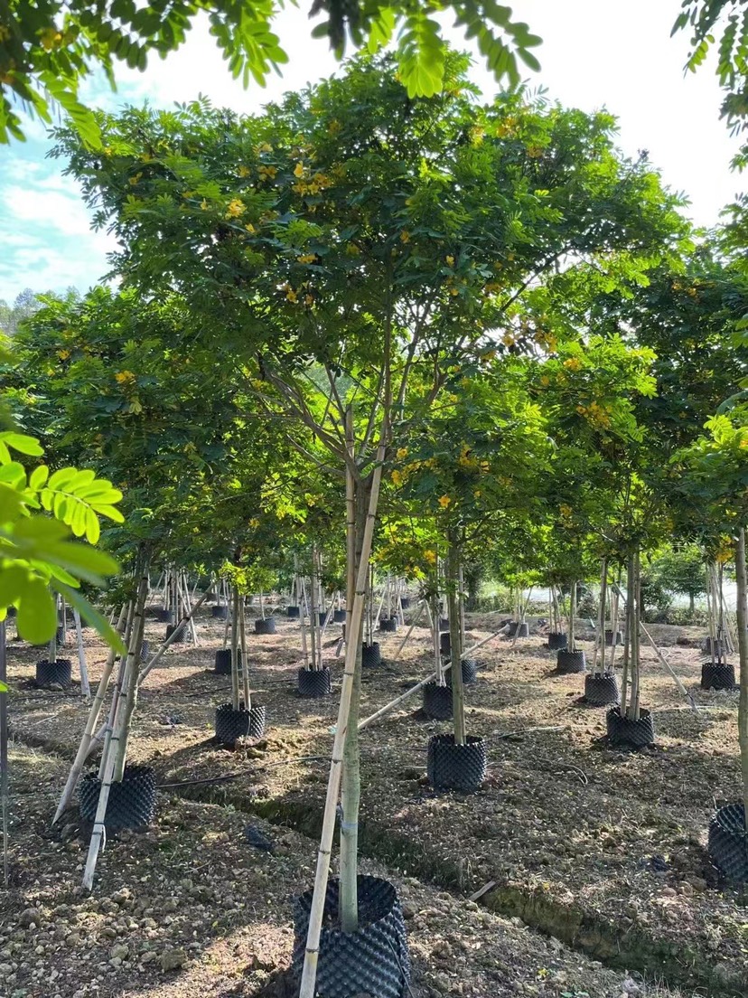 黃花槐漳州誠(chéng)遠(yuǎn)苗木種植基地黃花槐一手貨源苗農(nóng)低價(jià)直銷批發(fā)價(jià)格