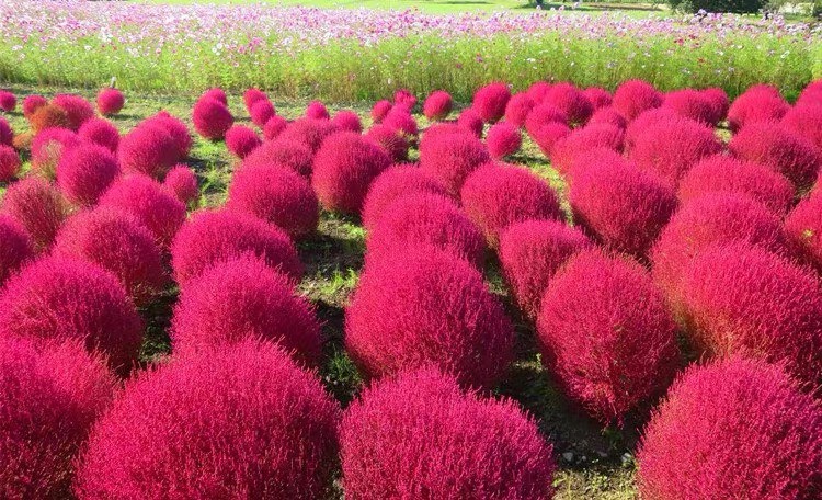 新红地肤种子绿地肤花种子阳台扫帚苗孔雀松景观花海庭院草花种子