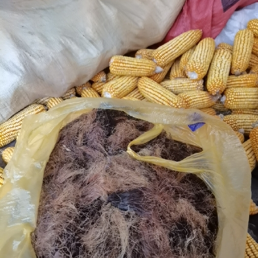 册亨县玉米须