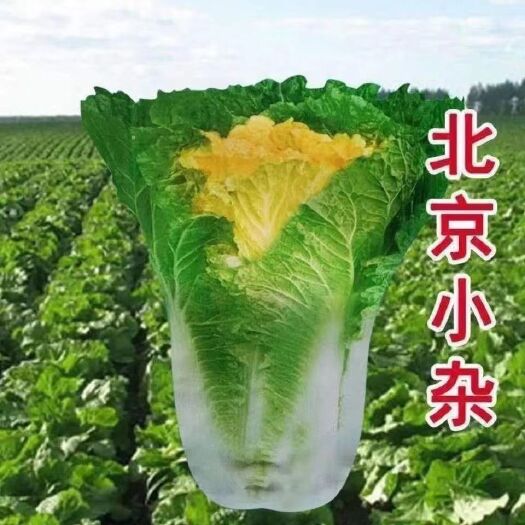 成都北京小杂56早熟黄心大白菜种籽春秋包心白菜种高产抗病蔬菜种子