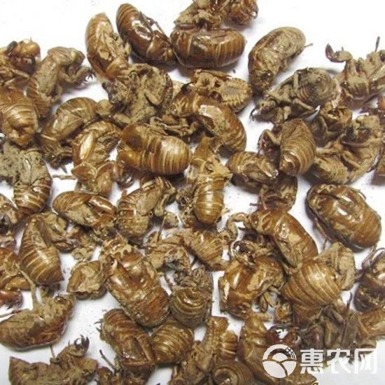 批发蝉蜕 新货蝉壳500g水洗干净产地货源 中药材批发供应