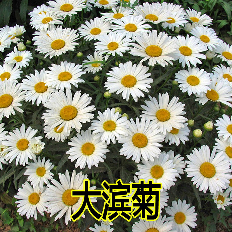 沭阳县大滨菊种子西洋滨菊春秋易种开花多年生耐寒花籽室外庭院花卉种籽