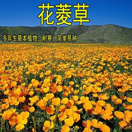 沭阳县花菱草种子批发耐寒宿根花籽喜阴四季易活庭院花草户外绿化植物