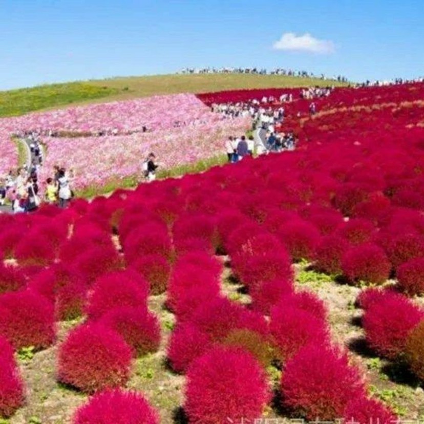 新红地肤种子绿地肤花种子阳台扫帚苗孔雀松景观花海庭院草花种子