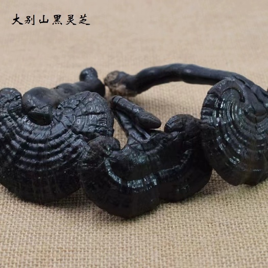 亳州大别山黑灵芝广西黑灵芝平盖灵芝山东灵芝长白山灵芝竹灵芝紫灵芝