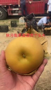 威县秋月梨