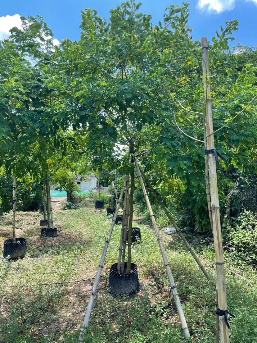 黃花槐漳州誠(chéng)遠(yuǎn)苗木種植基地黃花槐一手貨源苗農(nóng)低價(jià)直銷批發(fā)價(jià)格