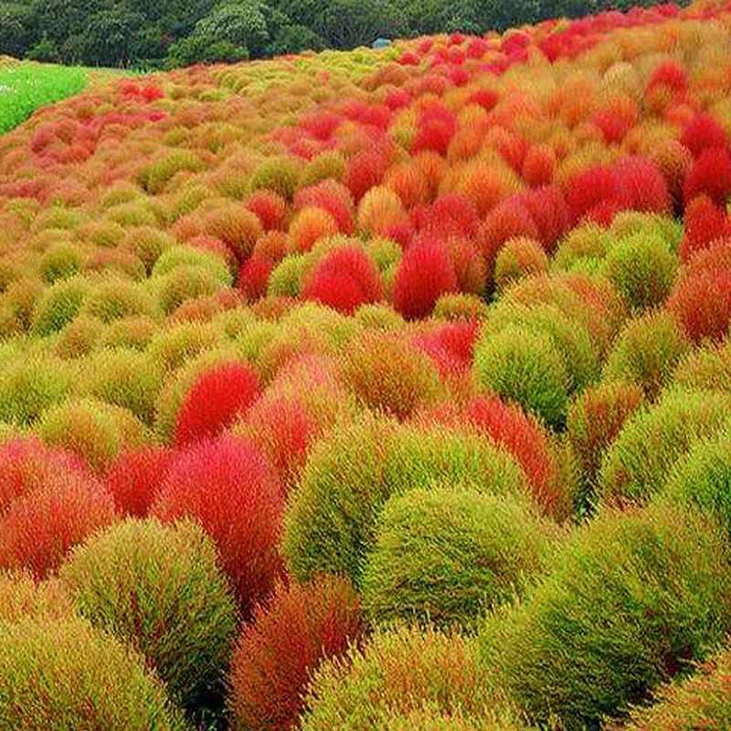 杭州新红地肤种子绿地肤花种子阳台扫帚苗孔雀松景观花海庭院草花种子