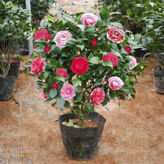 杭州茶花盆栽五色赤丹四季树苗香妃带花苞庭院耐寒易活浓香型绿植园艺