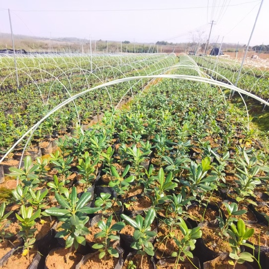 东莞市小拱棚杆耐腐蚀弹力好新型复合材料拱棚骨架 支架玻璃纤维杆