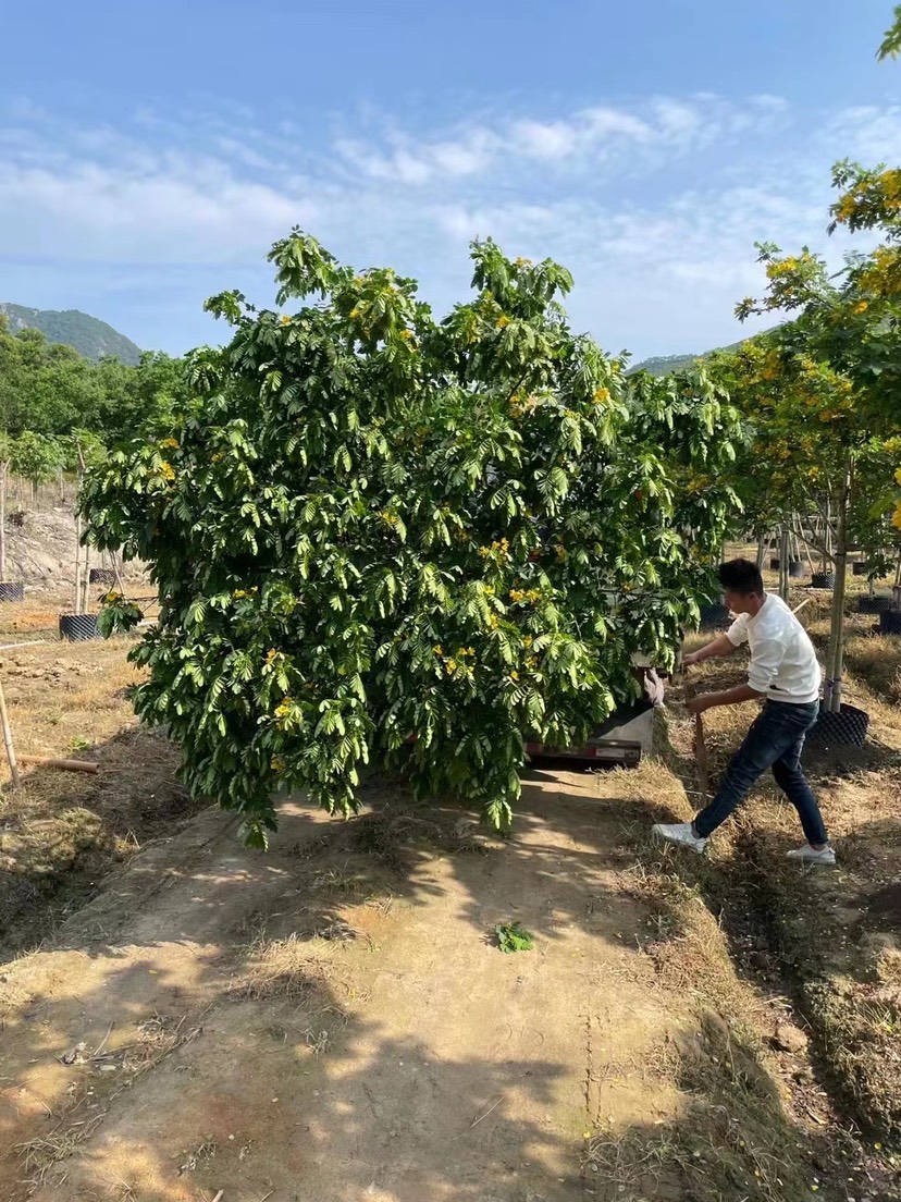 黃花槐漳州誠(chéng)遠(yuǎn)苗木種植基地黃花槐一手貨源苗農(nóng)低價(jià)直銷批發(fā)價(jià)格