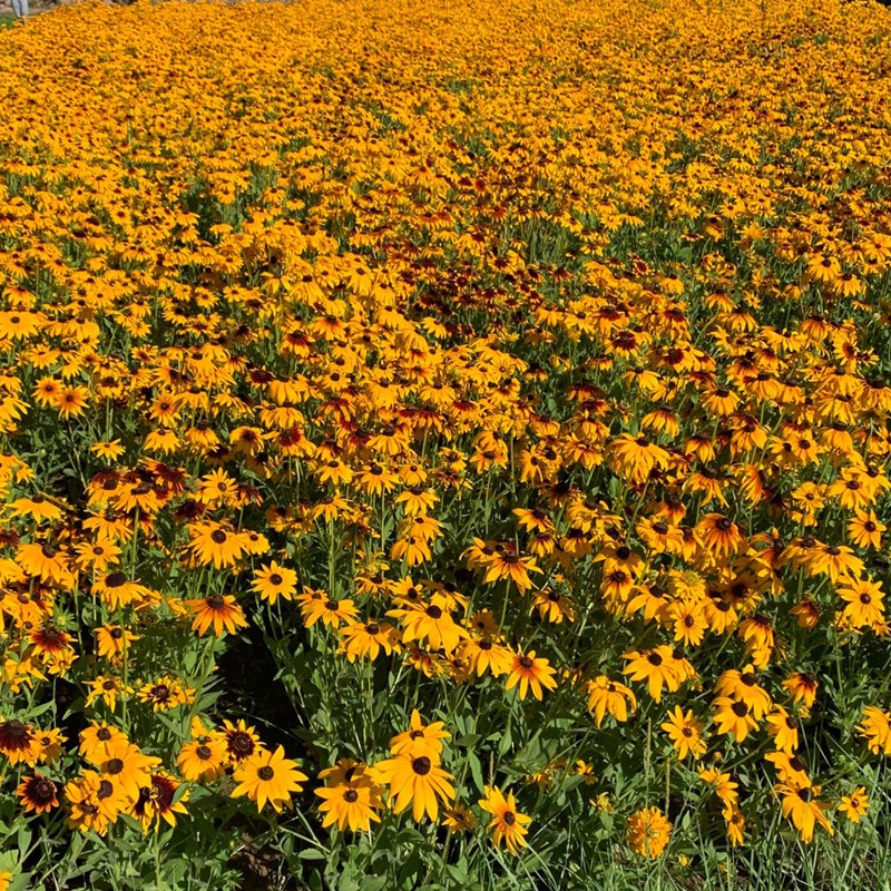 黑心菊种子金光菊花种籽子多年生四季易活庭院盆栽花籽耐寒花期长