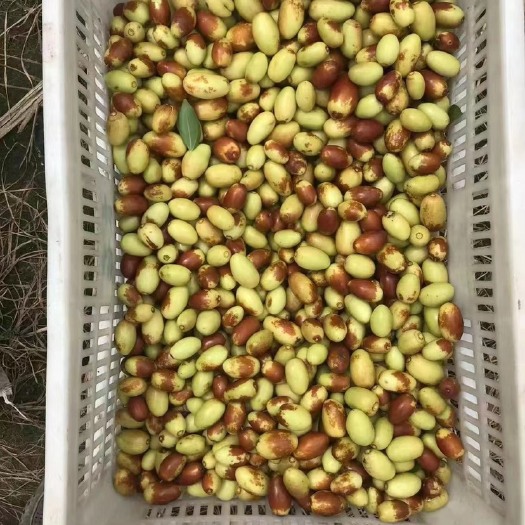 马奶枣大量上市中，欢迎各位老板的咨询洽谈