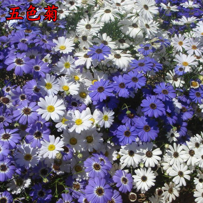 沭阳县五色菊种子花种子四季易种阳台花坛盆栽花卉露天花海花种籽子混色