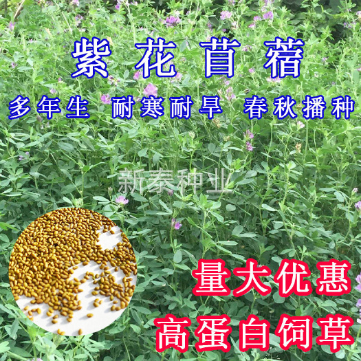 高产紫花苜蓿种子净籽高蛋白饲草养牛羊鸡鸭鹅猪兔鱼草营养好