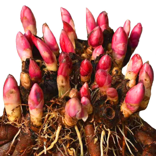 宿迁芍药花苗四季开花耐寒芍药根块室外牡丹花苗庭院阳台盆栽花卉大全