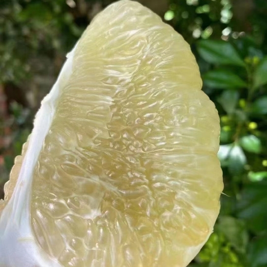 澄迈富硒无籽水晶蜜柚